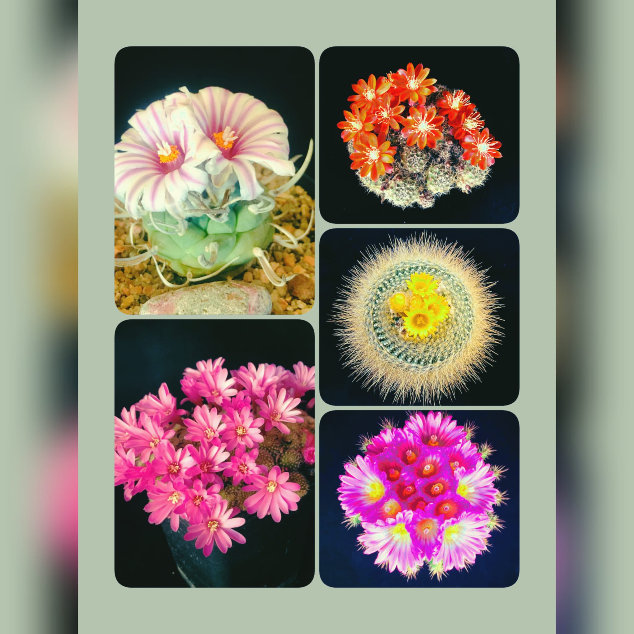 Kaktusu biedrības dalībnieki